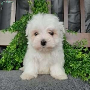 Male Maltese Puppy For Sale