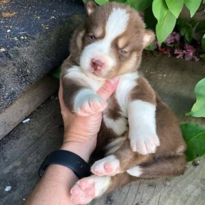 blue eyed siberian husky puppies for sale