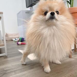 baby pomeranian puppies for sale