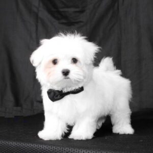 affordable maltese puppies for sale