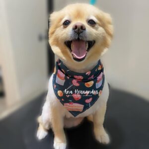 how much does pomeranian puppy cost