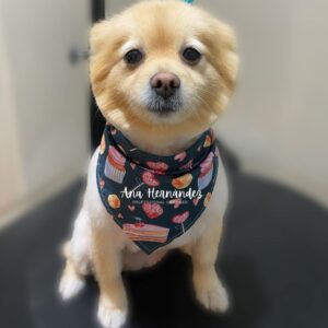 how much does pomeranian puppy cost