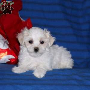 Cute Female Maltese Puppy