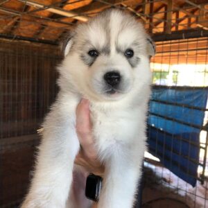 blue eyes siberian husky puppies for sale