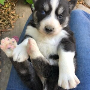 cheap siberian husky puppies for sale