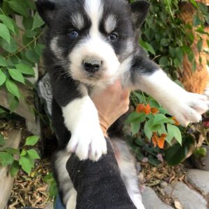 cheap siberian husky puppies for sale