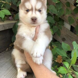 cute pictures of siberian husky puppies